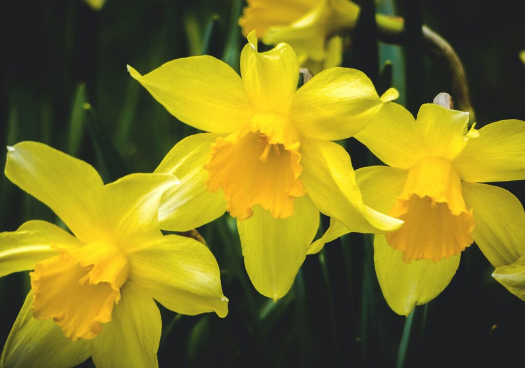 Yellow narcissus flowers- The meanings of flowers