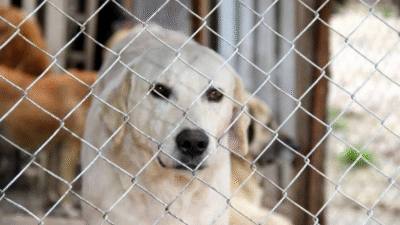 An abandoned adult golden dog behind the shelter. Hello Diary Story